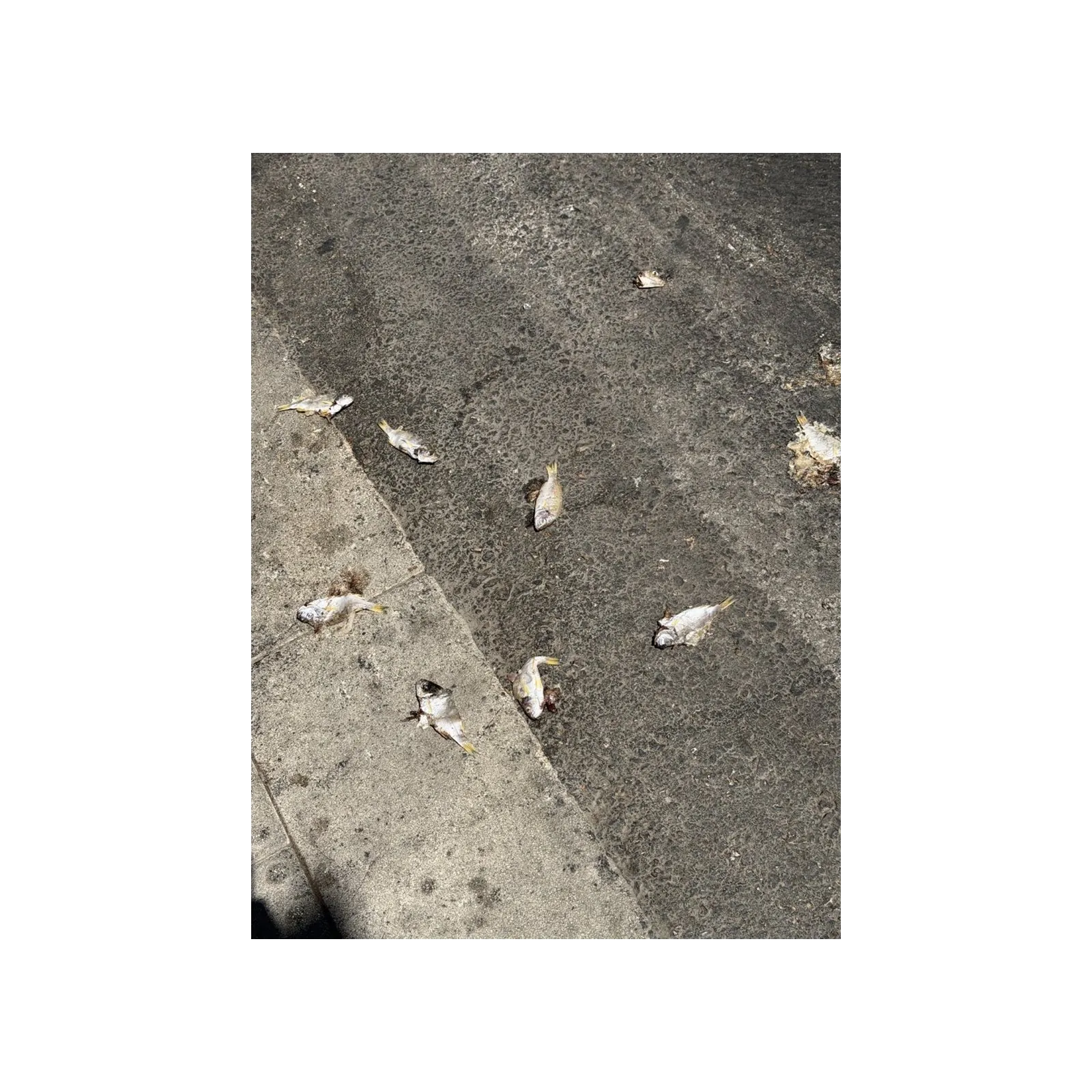 Photograph of small fish scattered on a sunlit pavement