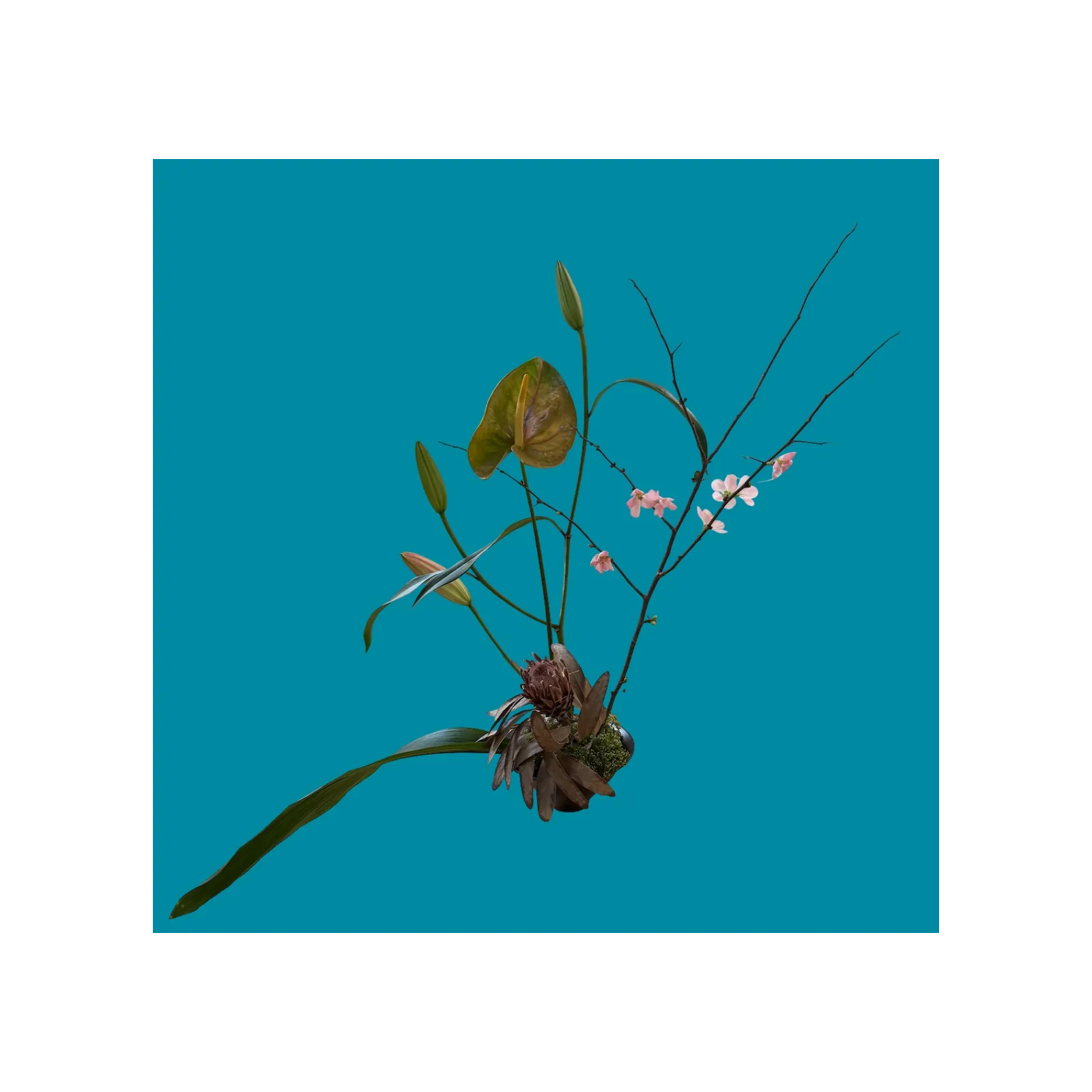 Ikebana arrangement with anthurium, protea, blossom branch and a sweeping leaf