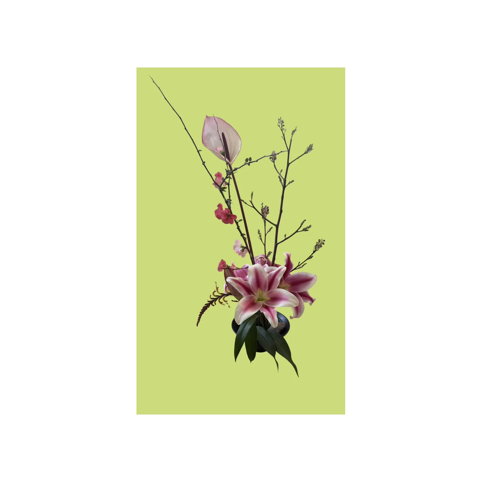 Ikebana arrangement with a pink lily, pink anthurium and flowering quince branches in a dark vase