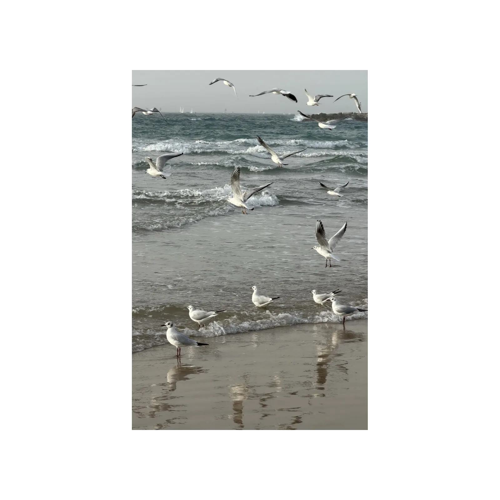 Photograph of seagulls landing and wading in the surf