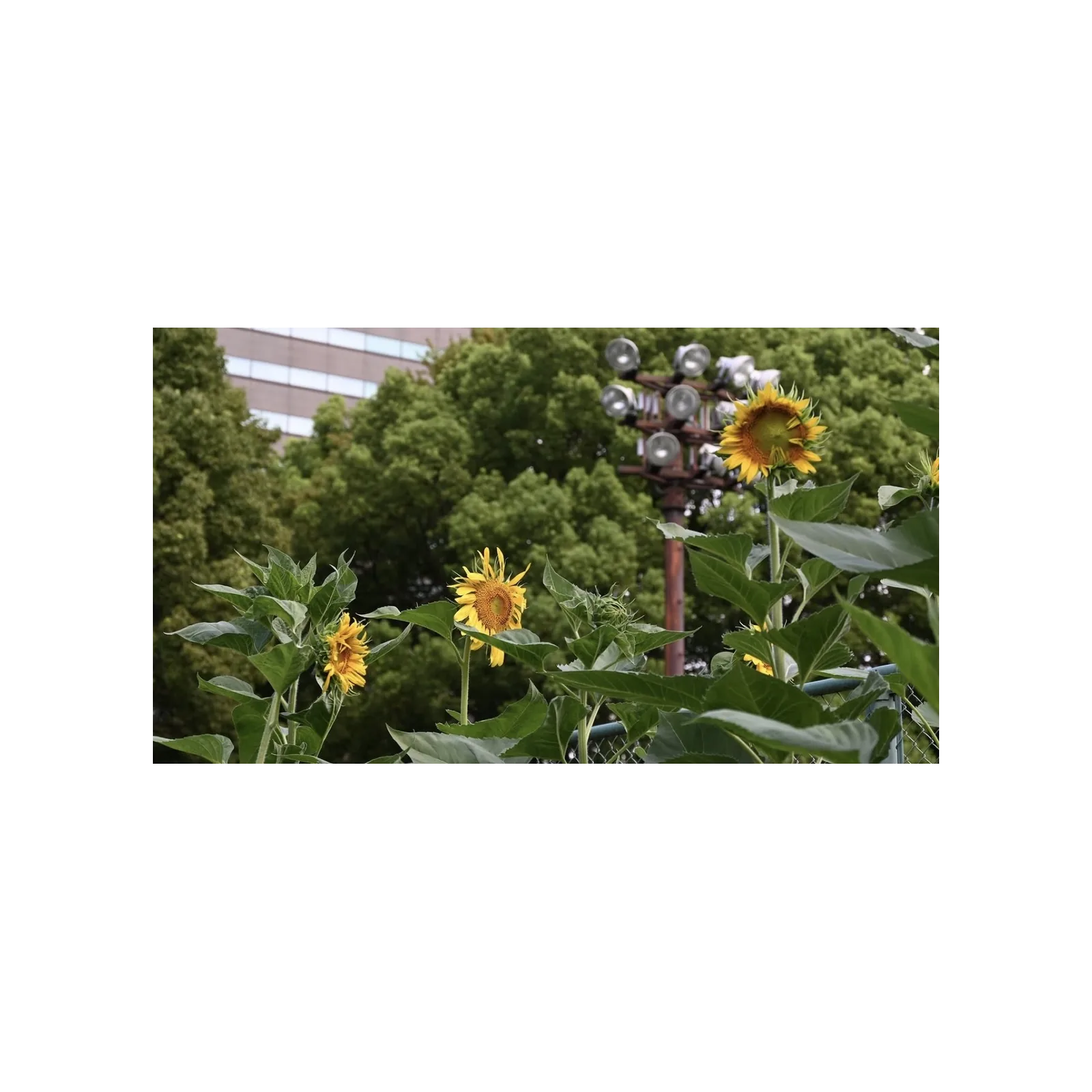 Photograph of sunflowers in front of stadium lights and an office building