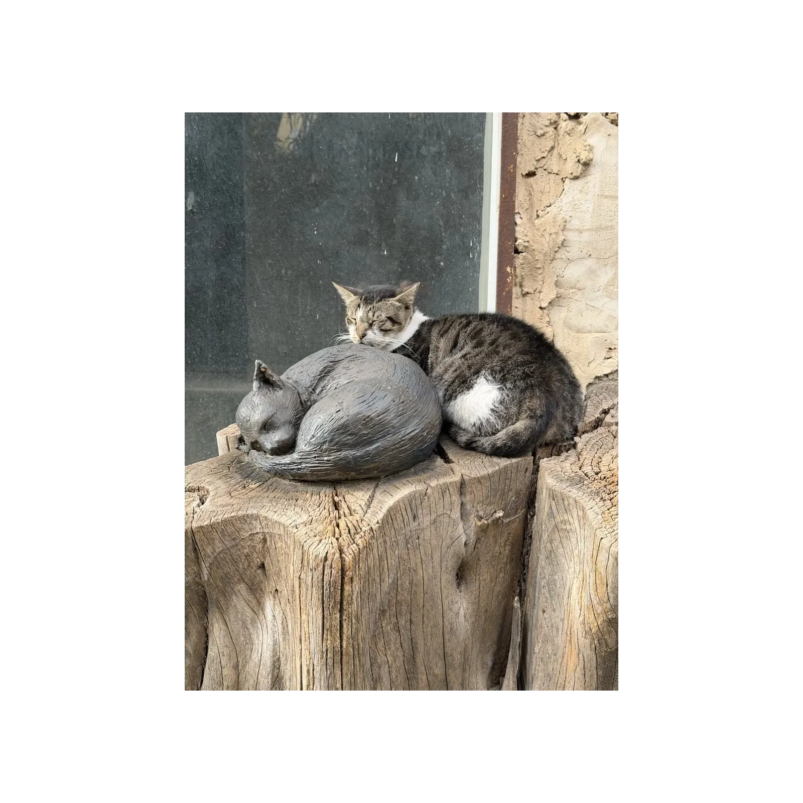 Photograph of a real cat sleeping beside a grey sculpted cat on a weathered trunk
