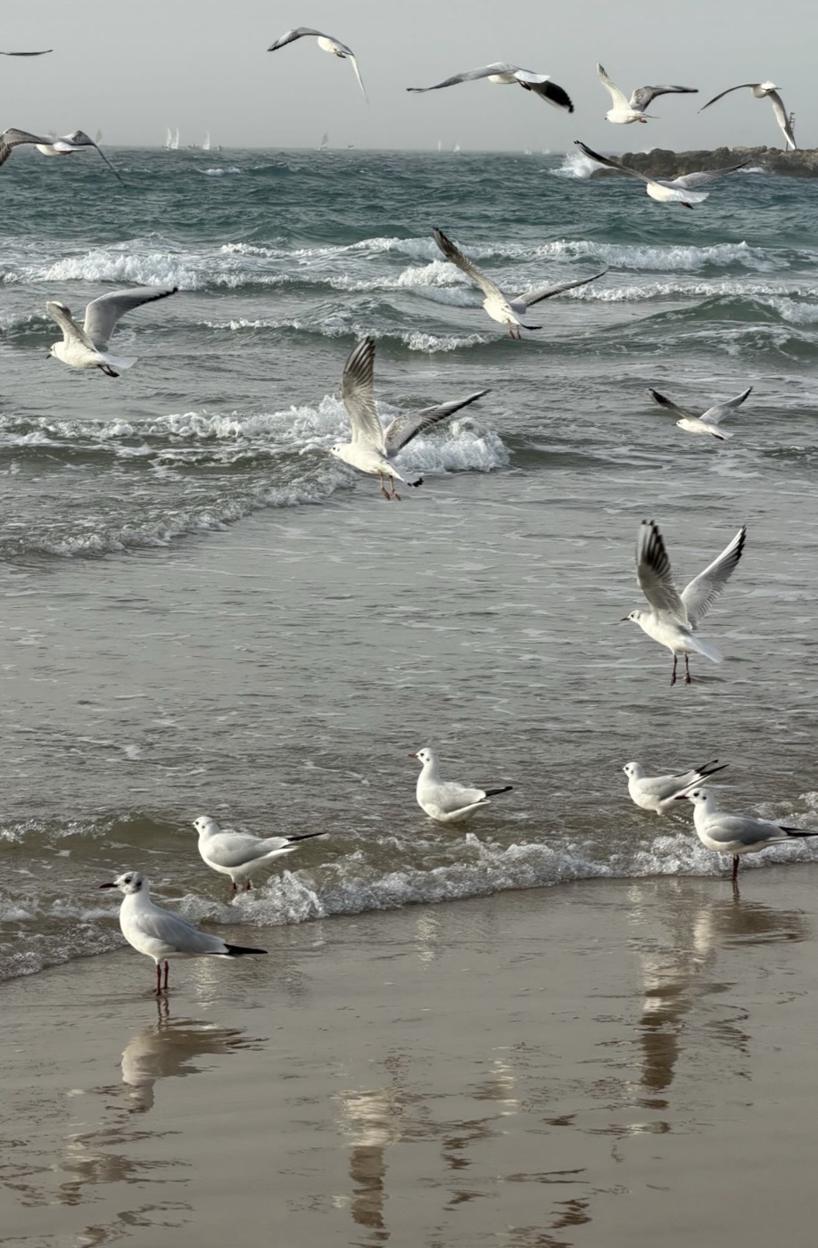 Photograph of seagulls landing and wading in the surf