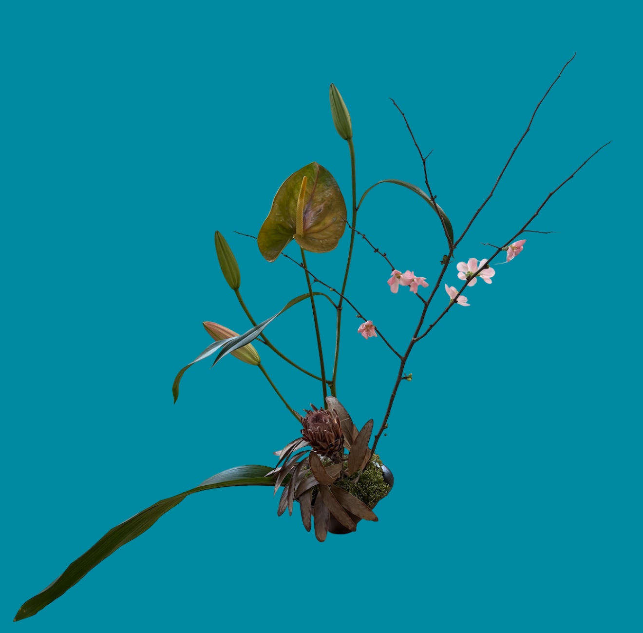 Ikebana arrangement with anthurium, protea, blossom branch and a sweeping leaf