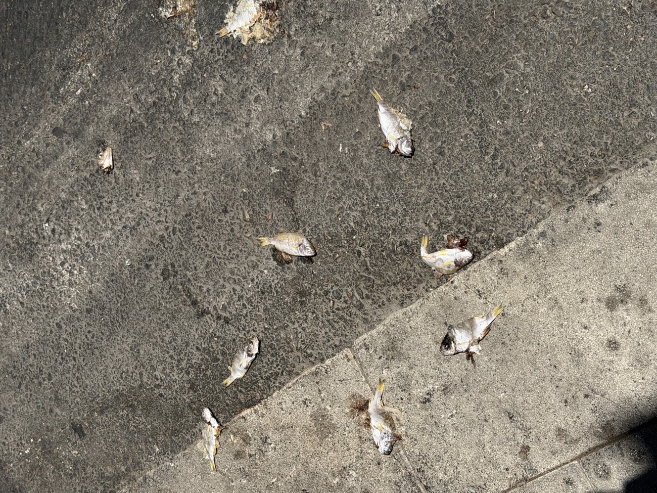 Photograph of small fish scattered on a sunlit pavement
